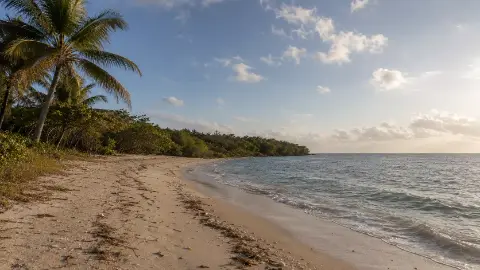 Playa con palmeras y vegetación al borde de la arena, frente al mar Caribe.
