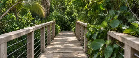 Pasarela de madera con barandas de cable que se adentra en la vegetación tropical.