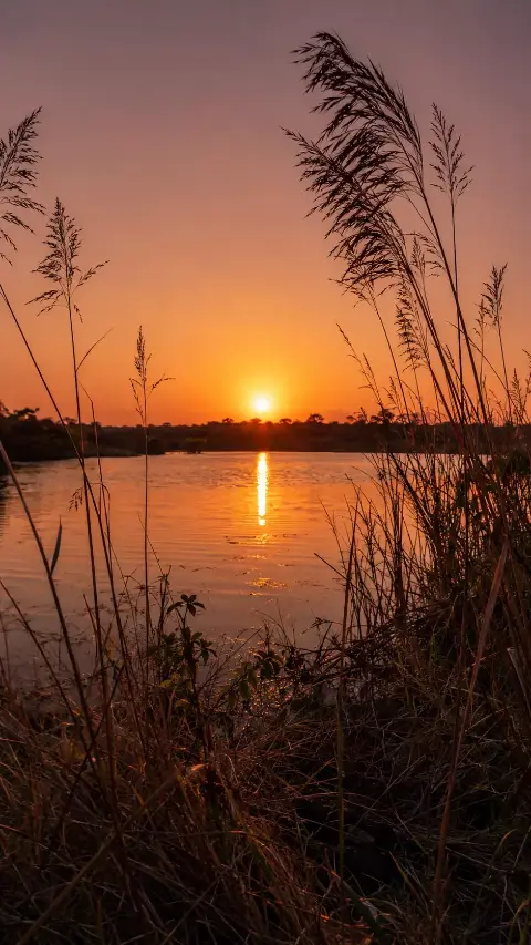 Una laguna al atardecer, con el sol sobre el horizonte y juncos en primer plano.