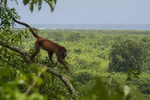 Un mono sobre las ramas de un árbol, con la vegetación y el mar al fondo.