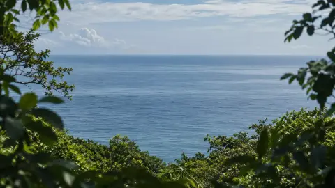 El mar abierto visto entre las ramas de la vegetación de la costa.