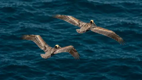 Dos pelícanos pardos vuelan con las alas abiertas sobre el mar azul.