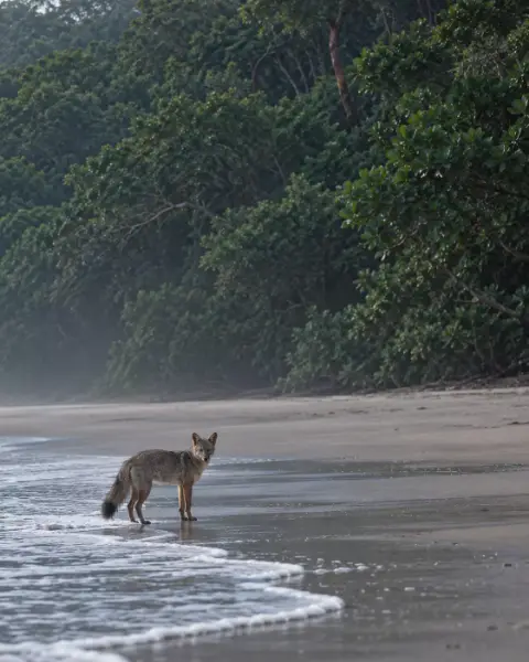 Un chien au pelage clair s'arrête au bord de l'eau, la végétation et la brume derrière.