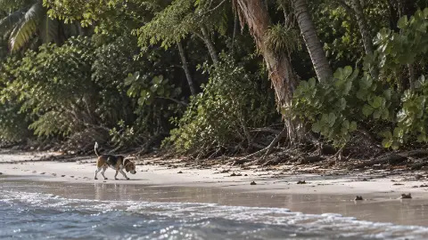 Un perro camina por la orilla al pie de las palmas.