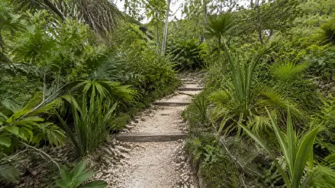 Camino de tierra angosto entre plantas tropicales.